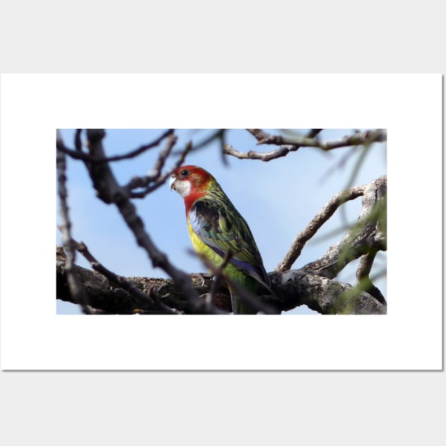 Rosella Parrot Wall Art by AnderssenGrafix